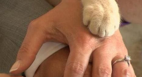 顶级“猫奴”的婚礼 1100只猫见证了他们的爱情誓言