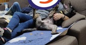 汪在妈咪怀中翻肚脚开开 开心到忘记收舌头