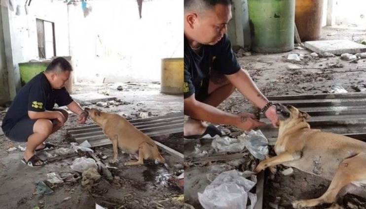 车祸浪汪瘫痪五个月 见到阿爸神奇站起来了