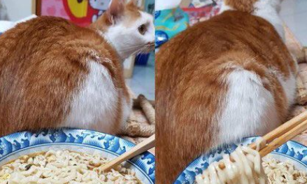 猫主子的花式取暖 让奴才超级崩溃
