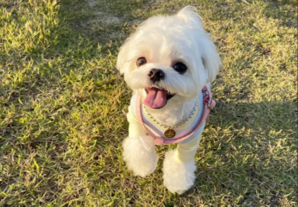 马尔济斯犬为什么那么贵