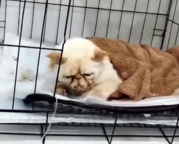 加菲猫被丢桥下,与苍蝇为伴,看见人类后,它的反应让人想哭! 加菲猫被丢桥下,与苍蝇为伴,看见人类后,它的反应让人想哭!