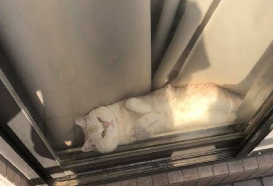 阳台怎么卡一条吐司？原来是只胖喵在晒太阳