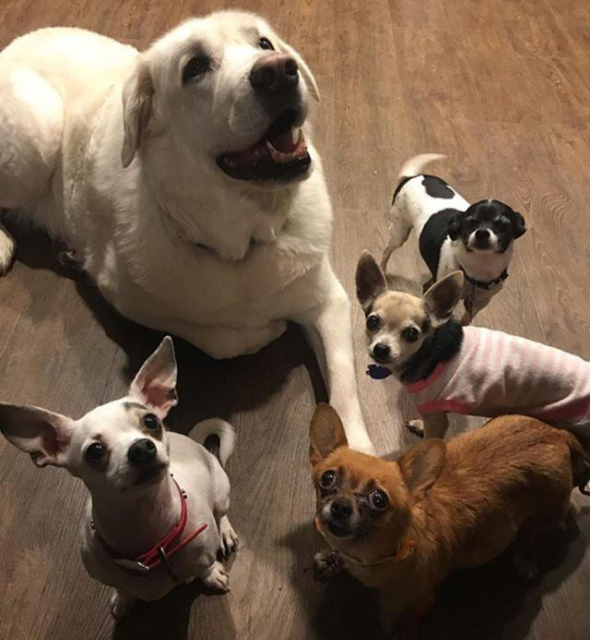 吉娃娃自学技能,把大白熊犬当马骑,在其背上坐立自如 吉娃娃自学技能,把大白熊犬当马骑,在其背上坐立自如