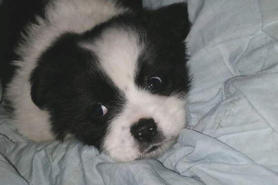 流浪犬肚子饿一天也没有人了解，女生喂个包子后，小家伙猛然一脸感谢