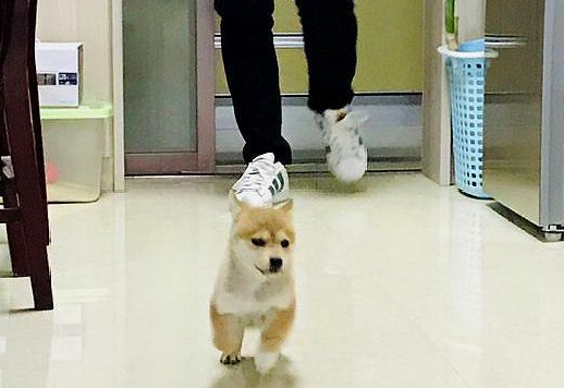 女主不许柴犬睡垃圾桶,它咬了女主一口,結果被男主角追着揍 女主不许柴犬睡垃圾桶,它咬了女主一口,結果被男主角追着揍