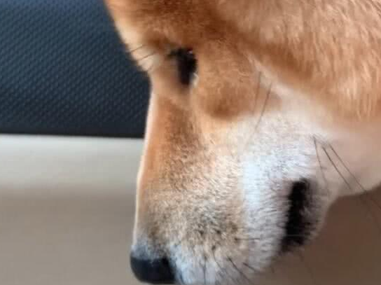 狗狗离开主人去新家，狗狗不舍得，默默地流泪