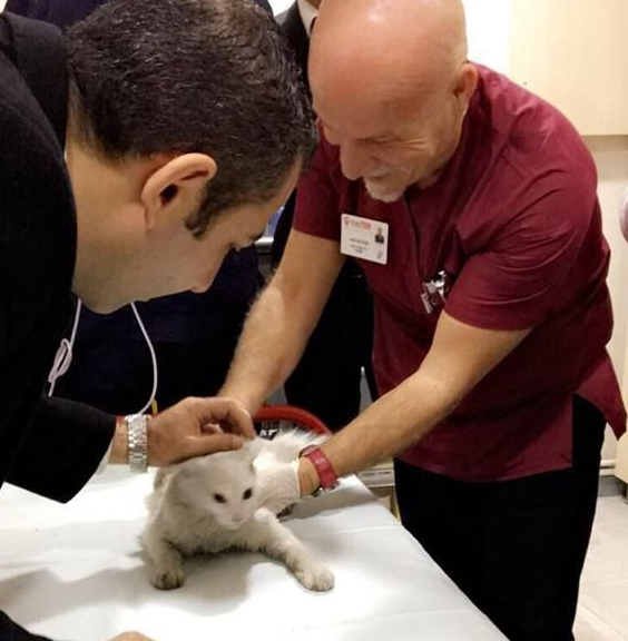 猫咪鬼门关前走了一回 因祸得福获真命猫奴