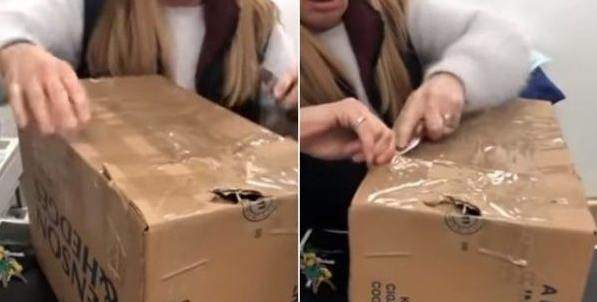11只猫咪被困纸箱 胶带密封蓄意要活活闷死