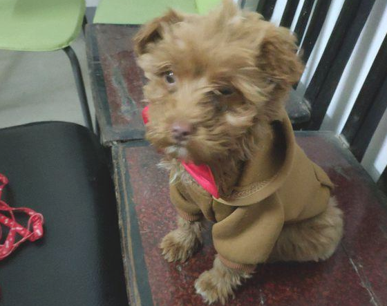 流浪狗被弃街边冷得一脸懵逼，女生发朋友圈后，朋友一看抢着得养
