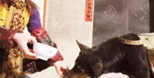 小狗每一次扛吊物,要走4钟头山路,坚持不懈了8年,身后缘故感人至深泪下! 小狗每一次扛吊物,要走4钟头山路,坚持不懈了8年,身后缘故感人至深泪下!