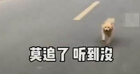 小主人离家,爷爷家狗狗追8公里不肯回!别追了别走丢! 小主人离家,爷爷家狗狗追8公里不肯回!别追了别走丢!