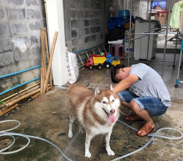 哈士奇来到农村后,终于解放了天性,不拆家开始“拆村”! 哈士奇来到农村后,终于解放了天性,不拆家开始“拆村”!