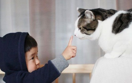 猫哥哥和人类弟弟的成长日记 看起来超级幸福! 猫哥哥和人类弟弟的成长日记 看起来超级幸福!