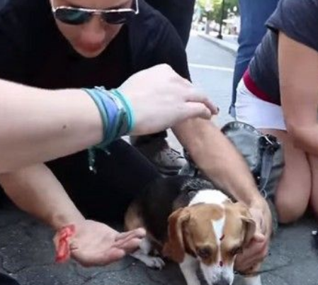 斗牛犬发狂撕咬 米格鲁女主人抵挡浑身血 斗牛犬发狂撕咬 米格鲁女主人抵挡浑身血