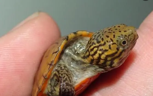 虎纹麝香龟腐皮怎么治疗?抗生素需谨慎使用!