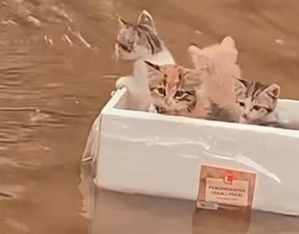 暴雨洪灾下的村庄，猫妈妈把生的机会就给了小猫