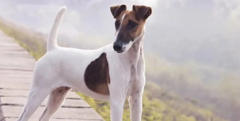 平毛猎狐梗犬会脱毛和有体味吗 平毛猎狐梗犬会脱毛和有体味吗