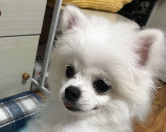 博美已经入睡,网民把它给抱起來玩,忽然感觉手上一热 博美已经入睡,网民把它给抱起來玩,忽然感觉手上一热