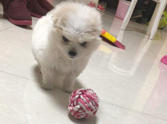 喂了流浪犬二天,狗狗就积极跟随她回了家,女生差点儿被老妈赶外出 喂了流浪犬二天,狗狗就积极跟随她回了家,女生差点儿被老妈赶外出