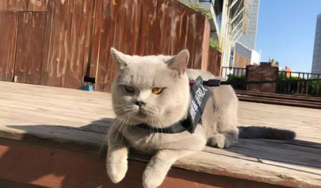 流浪猫怀孕一年未生产,被救助后从肚子里取出的东西吓傻志愿者! 流浪猫怀孕一年未生产,被救助后从肚子里取出的东西吓傻志愿者!