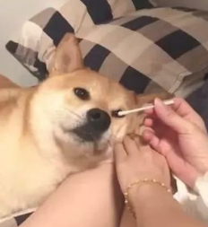 听到这2个字积极躺好，天使之柴享有掏耳朵，沉醉脸令人羡慕嫉妒
