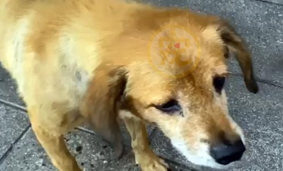 流浪老犬上门乞讨，面对食物不敢接受：我真的可以吃吗？