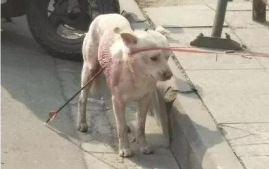 流浪狗被别人用铁箭射穿,它失落地在大街上寻求帮助,近百人看热闹 流浪狗被别人用铁箭射穿,它失落地在大街上寻求帮助,近百人看热闹