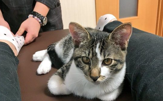 日本猫咖啡有23只可爱猫咪 不定期提供推拿服务 日本猫咖啡有23只可爱猫咪 不定期提供推拿服务