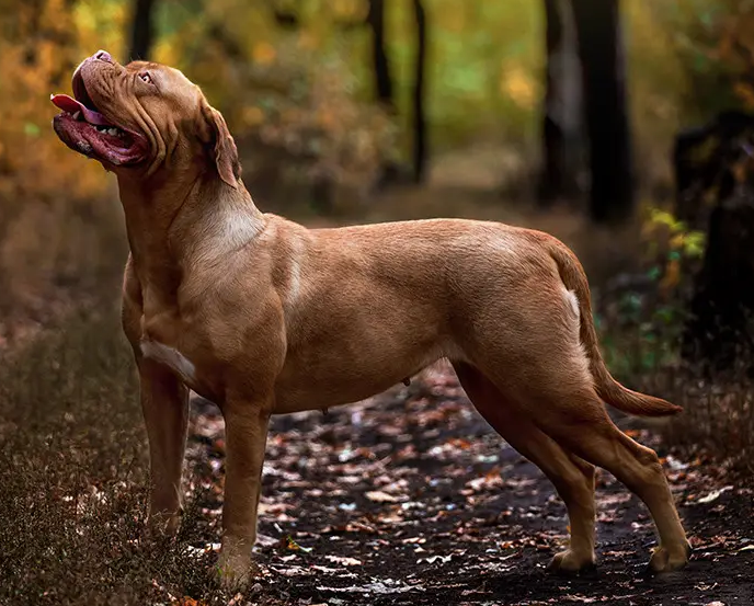 肥勒和波尔多獒犬哪个厉害