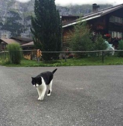 瑞士山区迷路 神秘猫咪出现救援 瑞士山区迷路 神秘猫咪出现救援