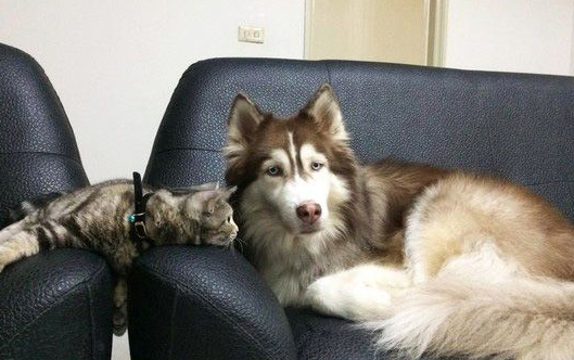 这是历史性的一刻！磨合期的猫狗姐妹罕见在一起