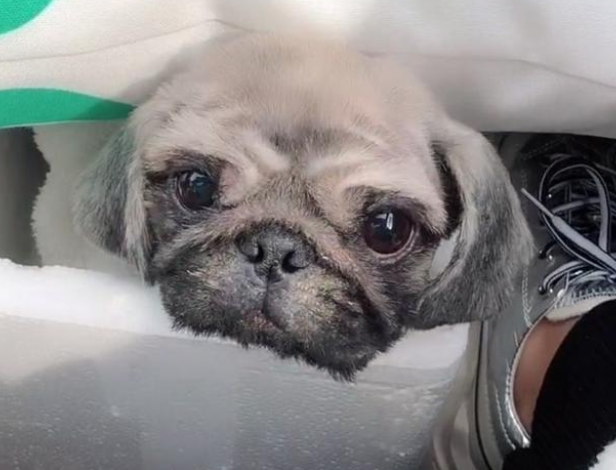 纯种京巴犬被遗弃北京街头,何以沦落至此? 纯种京巴犬被遗弃北京街头,何以沦落至此?