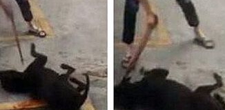 汕头血腥斗狗 比输后狗被主人当场摔死 汕头血腥斗狗 比输后狗被主人当场摔死