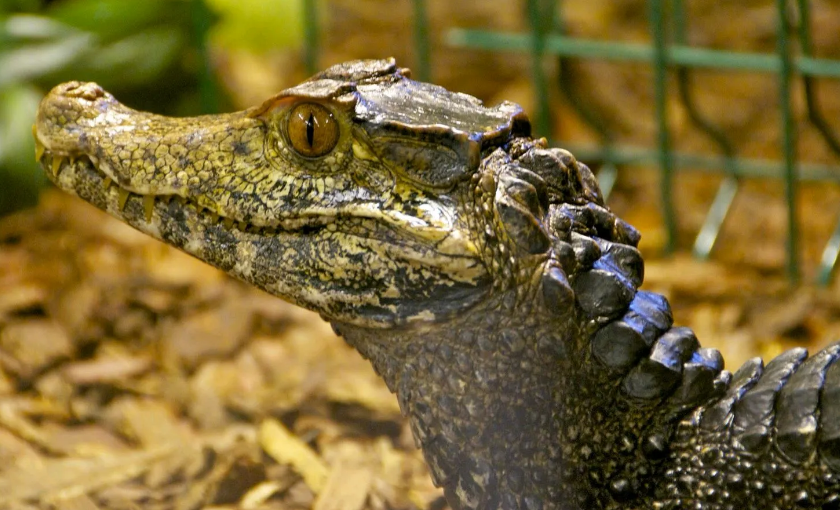 侏儒凯门鳄可以当宠物养吗?听听有经验者的建议吧!