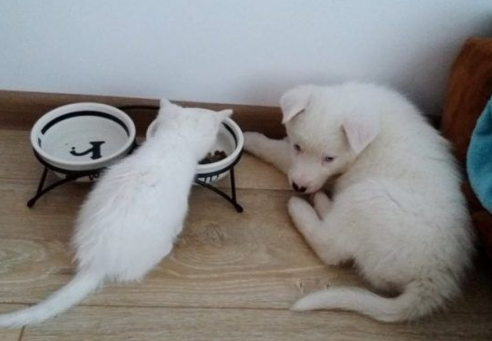 主人想认养一只猫作伴 路上遇见命中注定的好朋友