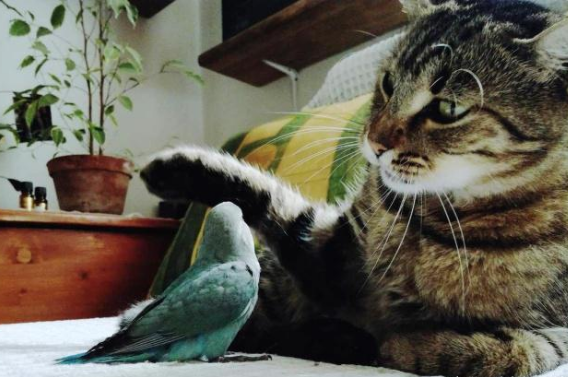 主人捡了只鸟带回家，不料竟跳到猫咪身上，随后猫咪的举动暖心了