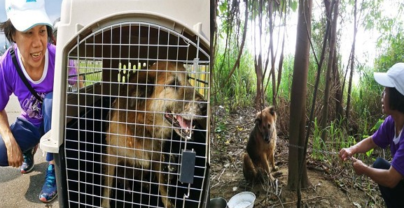 大黄狗下体肿成棒球!瘫软桥下大声哀鸣 被救后笑了 大黄狗下体肿成棒球!瘫软桥下大声哀鸣 被救后笑了
