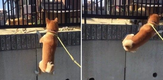 柴犬热情攀墙拜年 狗友被吓到冲过来怒吼