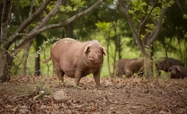 科普丨关于柯乐猪你不知道的那些事