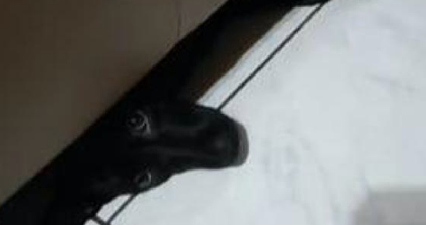 狗狗犯错误后躲在布艺沙发下边,結果却卡在里边不出了,被它蠢痛哭! 狗狗犯错误后躲在布艺沙发下边,結果却卡在里边不出了,被它蠢痛哭!