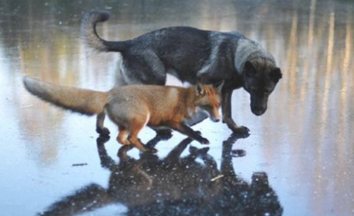 他给家犬拍个人写真,殊不知跑来一头狐狸,还和耗子变成最好的朋友 他给家犬拍个人写真,殊不知跑来一头狐狸,还和耗子变成最好的朋友