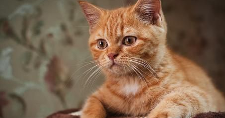 宠物猫获2万元遗产 引发家庭纠纷被藏匿