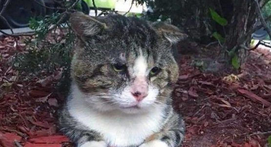 加拿大街猫帕杜被诱捕 成爱撒娇的傻大个家猫 加拿大街猫帕杜被诱捕 成爱撒娇的傻大个家猫