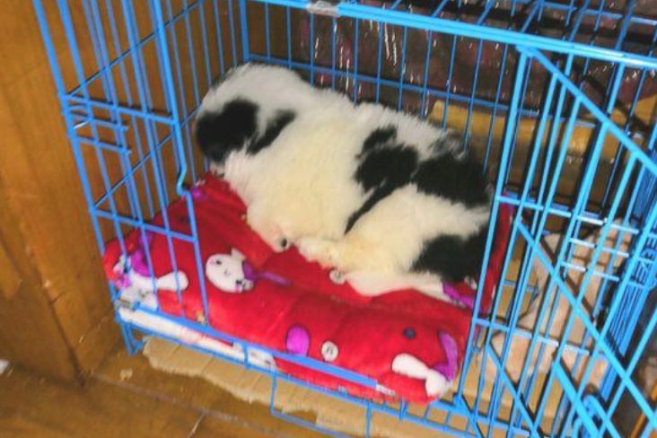 流浪犬被抛弃大街，受严厉打击后它躲角落里不出去，女生发觉一路抱回家