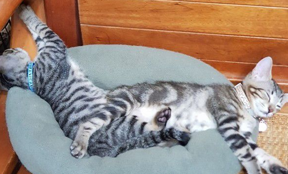 虎斑猫整只爬到爸爸头上 塞乃理毛景象超可爱
