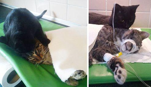 黑猫护士 每天帮助宠物医师照顾生病的宠物