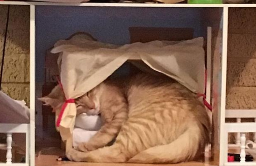 笑死人不偿命的猫：霸占兔子的窝我忍了，但为什么要睡在蛋蛋上？