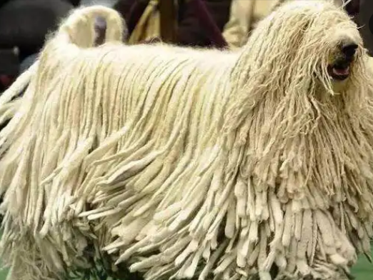 可蒙犬为什么禁养