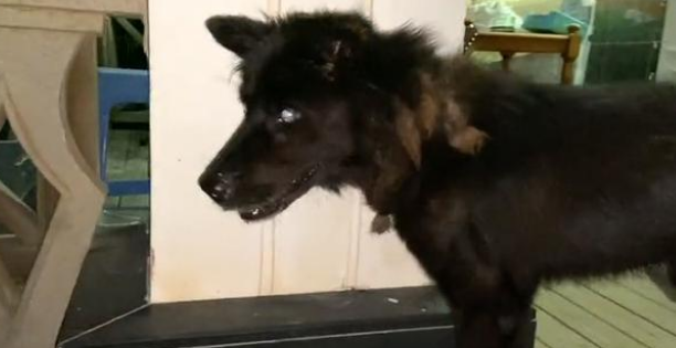 向人类求助的流浪狗，惨遭家犬驱赶，依然穷追不舍，它只想活下去